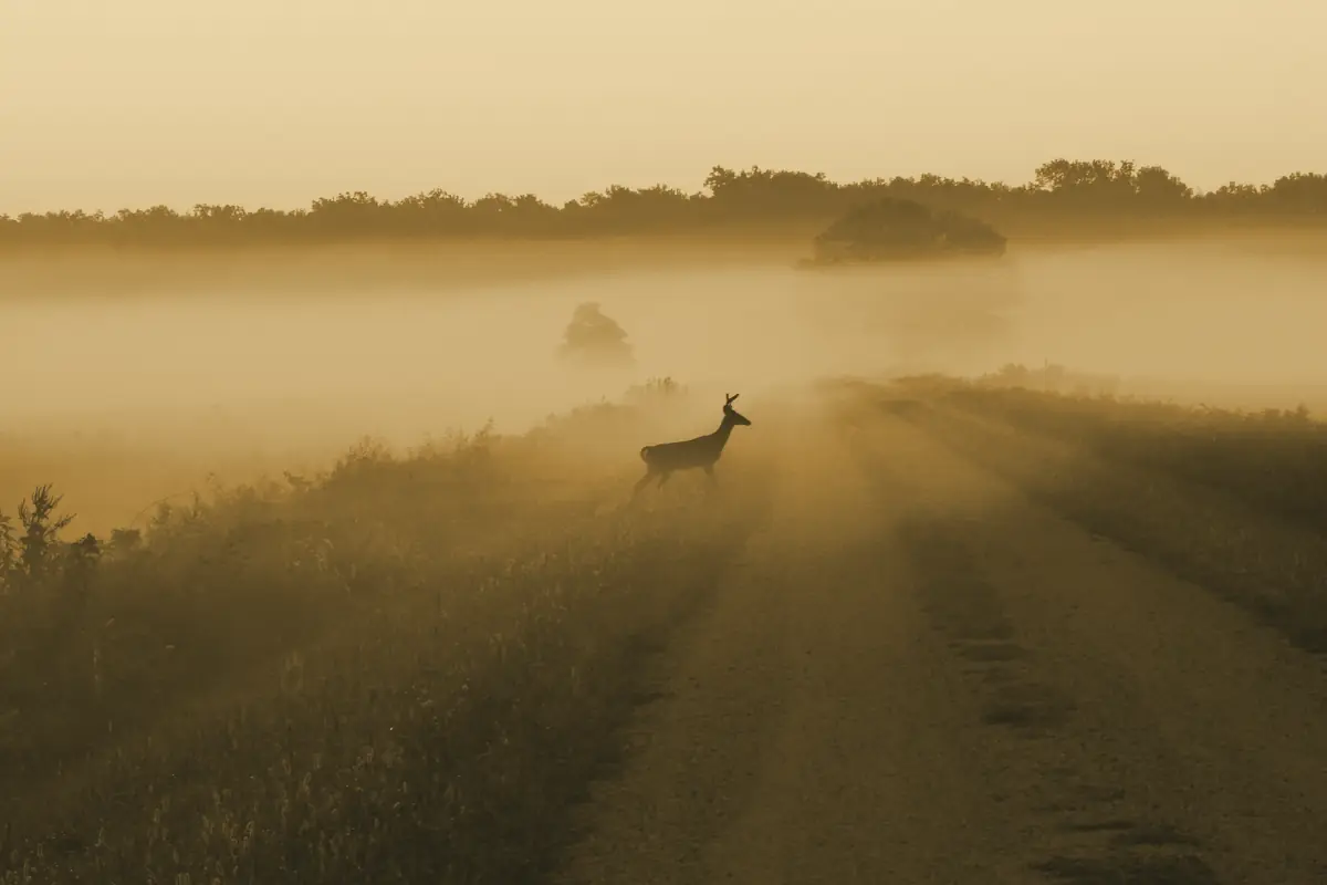A white-tailed deer crossing a gravel road in morning fog